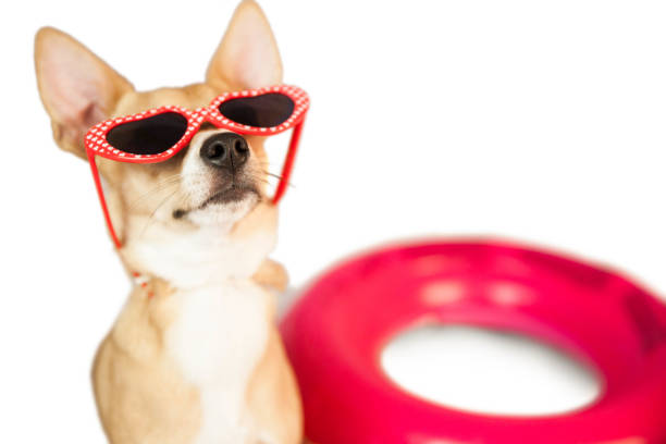 istock Cute dog with heart sunglasses 670206062