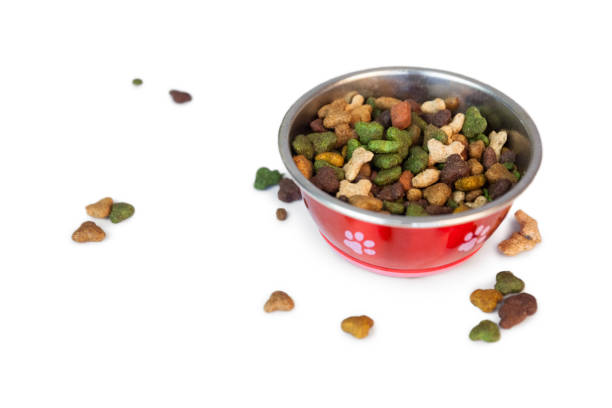 istock Dog food in bowl 670206084