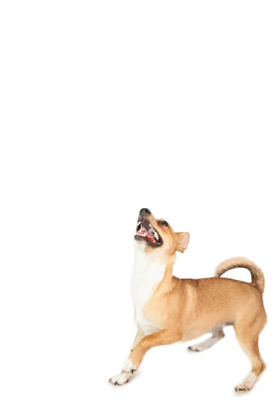 istock Cute chihuahua dog looking up 670206234
