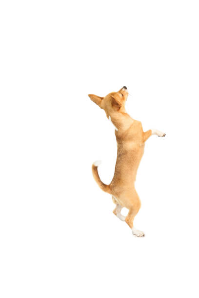 istock Cute chihuahua dog looking up 670206252