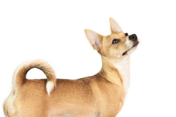 istock Cute chihuahua dog looking up 670206270