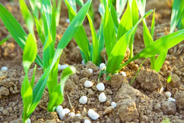 Photo of Fertilizer on a field