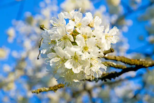 Blooming cherry tree on a sunny day