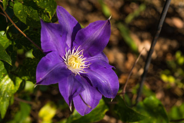 istock Purple Climentas Flower 670209688