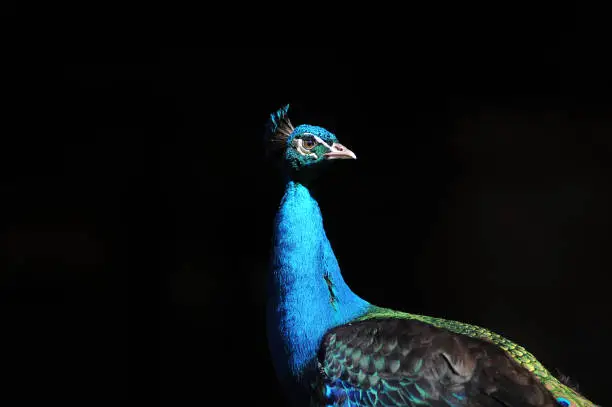 Isolated Male Peacock Against A Black Background