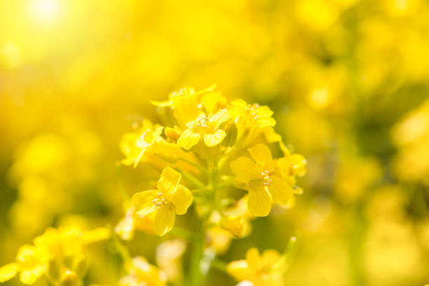 istock The yellow flower which is brightly lit with the sun 670212572
