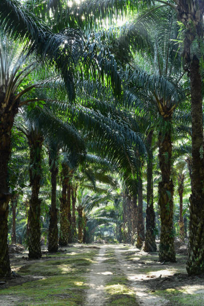 istock oil palm trees in plantation (elaeis guineensis) 670213144