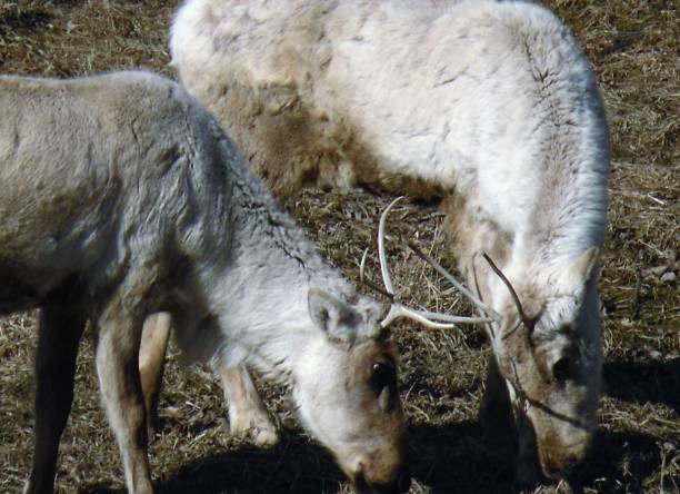 istock Two Caribou Females Fighting 670216112