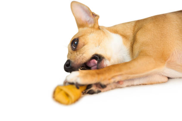 istock Cute dog chewing bone toy 670216770