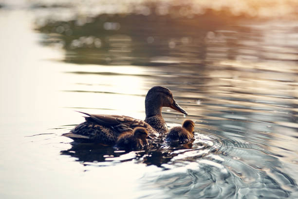 istock Duck with ducklings float in the lake, lit with the sunset sun. 670217810