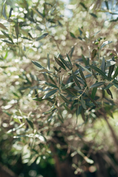 istock Branches and leaves of an olive tree in an olive grove 670218392
