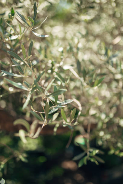 istock Branches and leaves of an olive tree in an olive grove 670218546