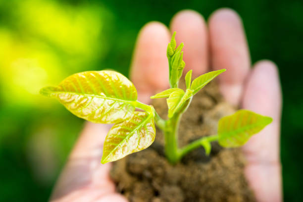 istock closeup young plant in hand against green nature background 670218628
