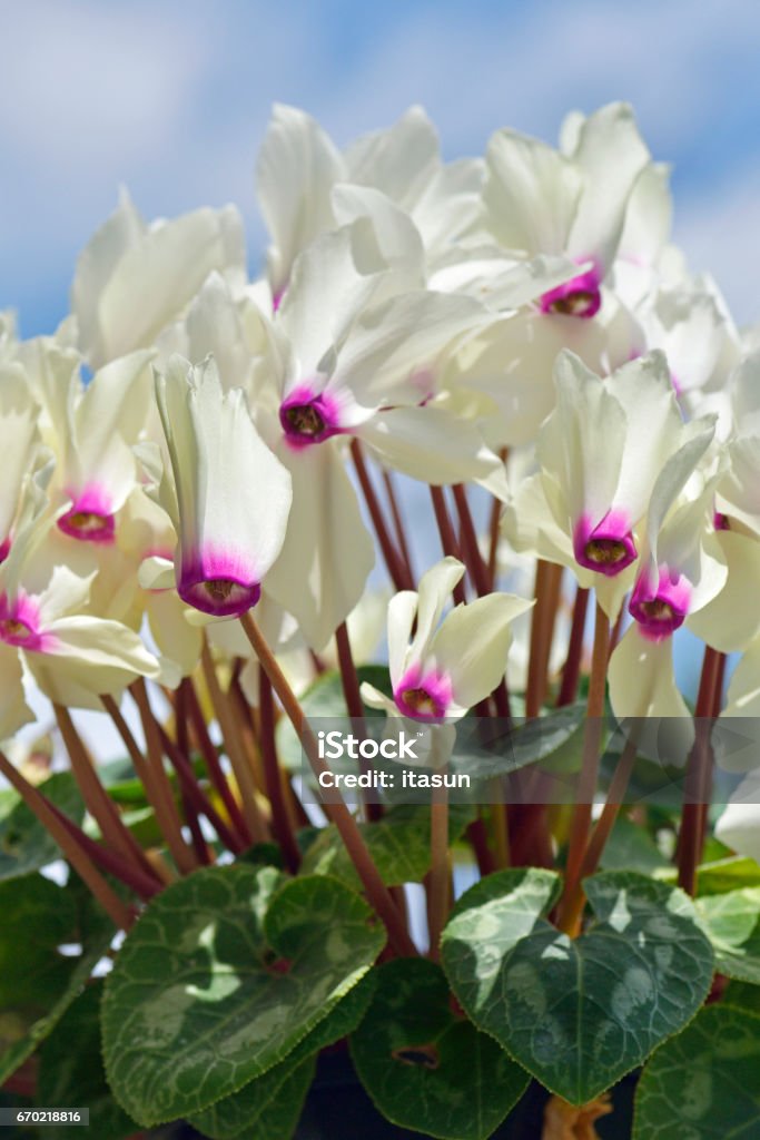 Foto de Flor De Ciclâmen Branca No Céu Azul e mais fotos de stock de Abril  - Abril, Artigo de decoração, Azul - iStock