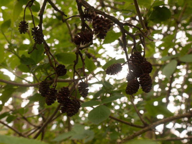 istock Pinecones Dangling in the Tree From A Low Angle, with Leaves and Sunlight in the Background 670221434