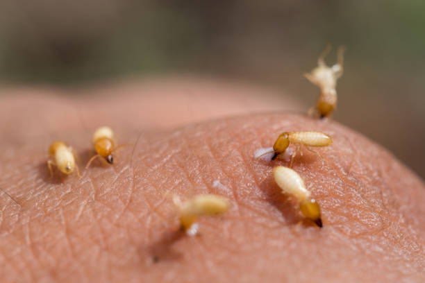 istock close-up of termites in hand 670221884