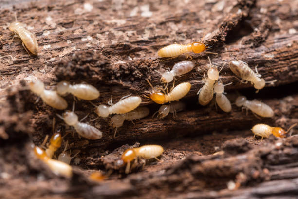 Close up termites or white ants stock photo