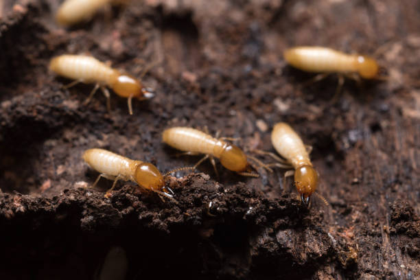 istock Close up termites or white ants 670221958