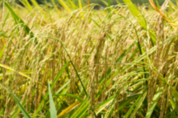 istock Blur garden rice in the fields background 670225130