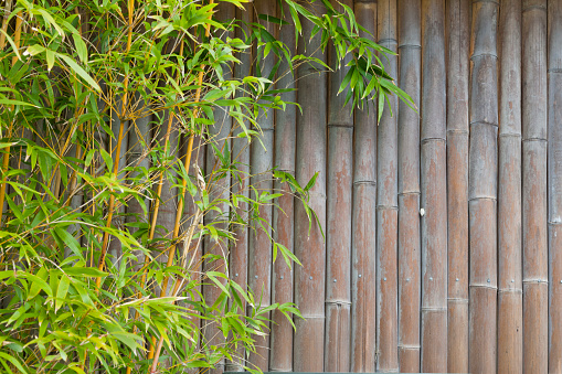 Vertical of green bamboo plant growing tall against wood boundary fence in back yard country home