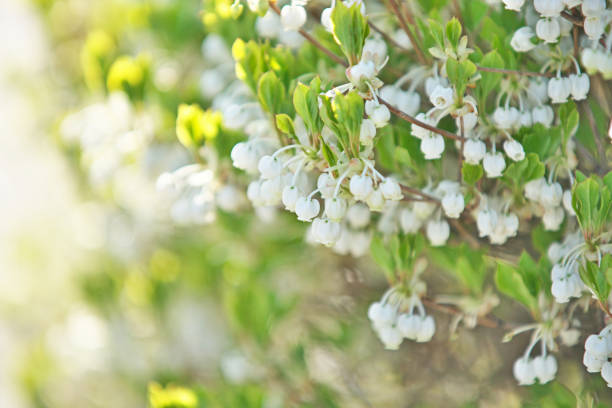 istock Enkianthus perulatus 670228240