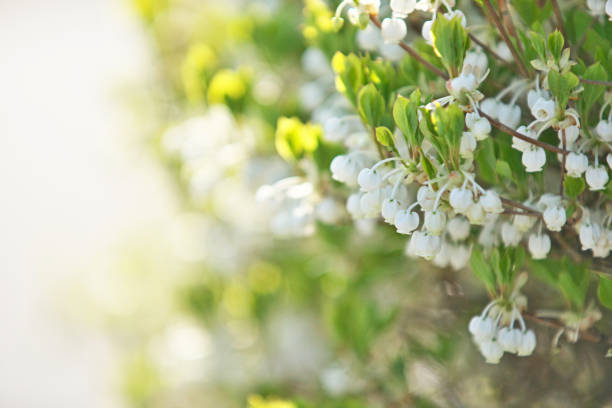 istock Enkianthus perulatus 670228258