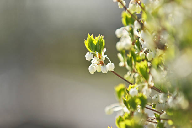 istock Enkianthus perulatus 670228312