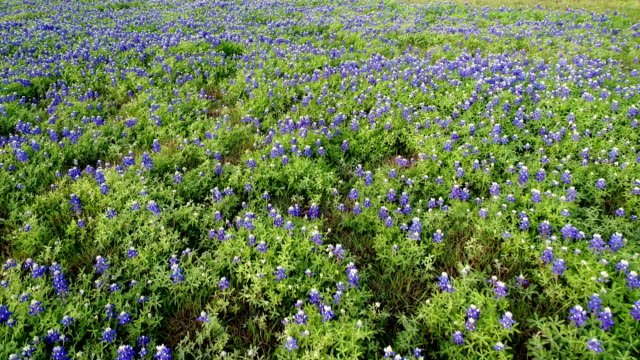 Hovering over bright colorful BlueBonnets a Texas State Flower during Spring Time Blooms