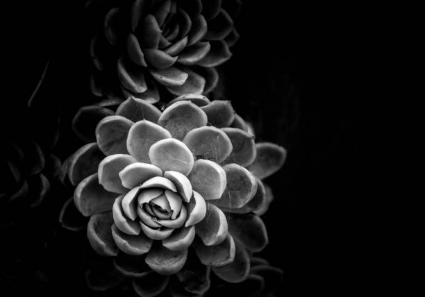 istock A group of succulent plants with B&W color 670229730