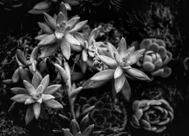 istock A group of succulent plants with B&W color 670229736