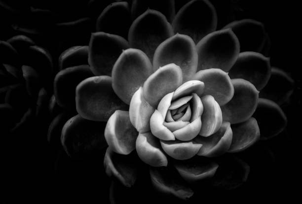 istock A group of succulent plants with B&W color 670229738