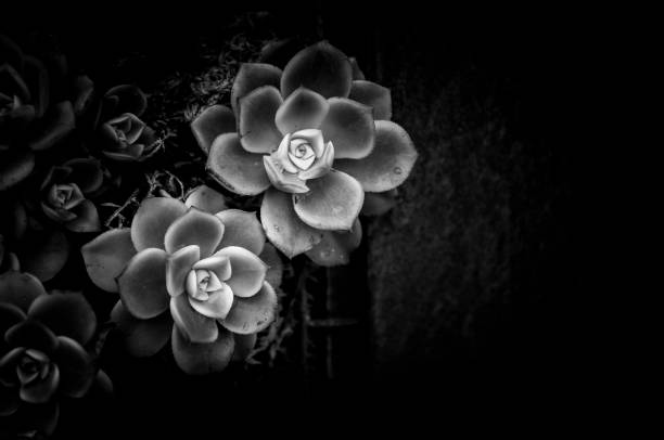 istock A group of succulent plants with B&W color 670229744