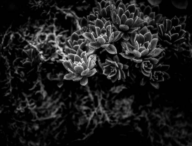 istock A group of succulent plants with B&W color 670229748