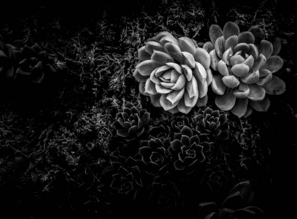 istock A group of succulent plants with B&W color 670229752