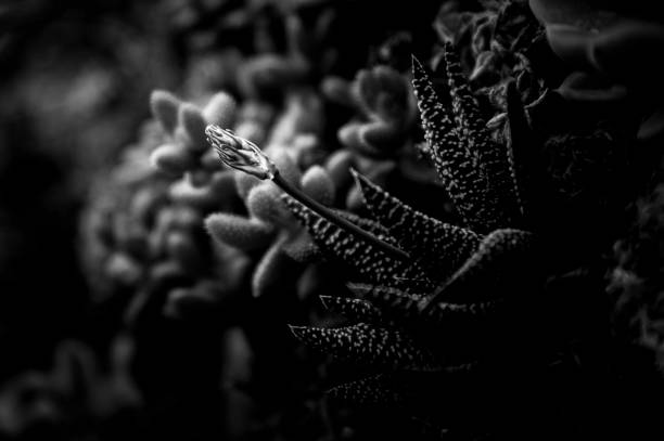 A group of succulent plants with B&W color