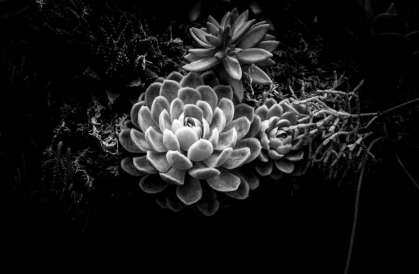 istock A group of succulent plants with B&W color 670229770