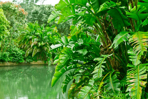 istock green tropical jungle nature background 670229838