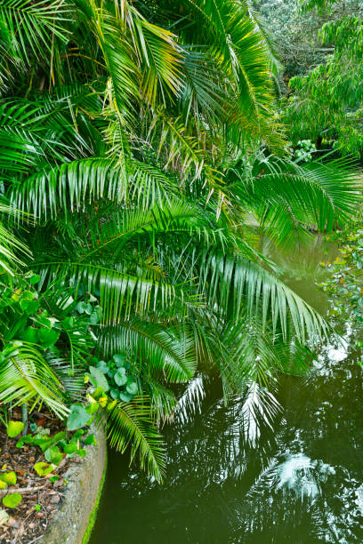 istock green tropical jungle nature background 670229998