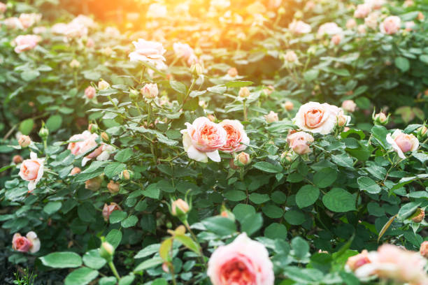 pink rose blooming in the garden in morning with water dew and sun light