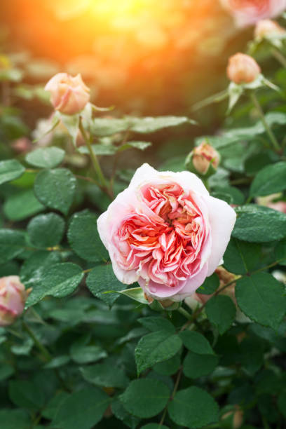 istock pink rose blooming in the garden 670232610