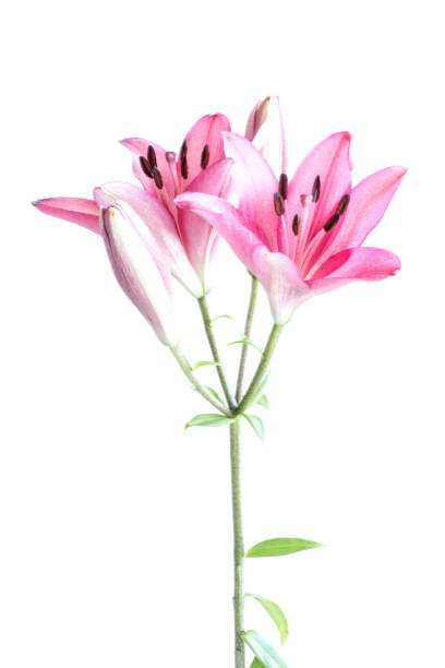 istock Pink lilies bunch on white background 670232872