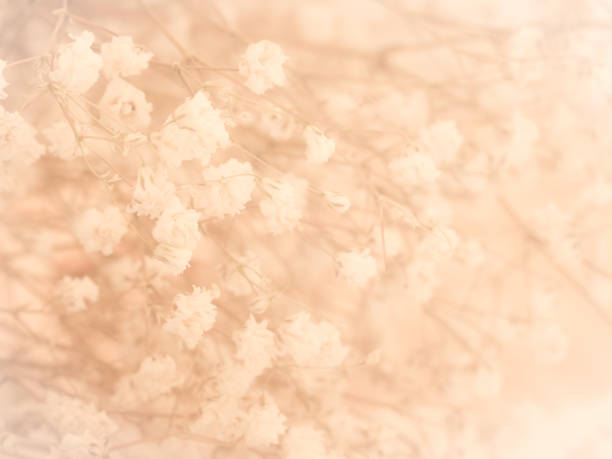 istock Little white flower background 670232960