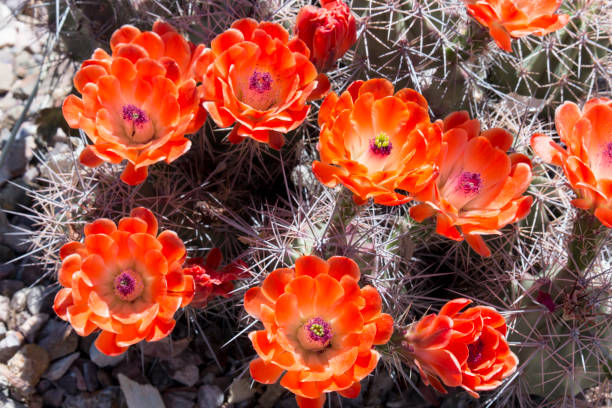 istock Beautiful blooming wild desert cactus flowers. 670235844