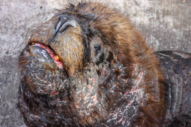 swimming beaver in a candian lake