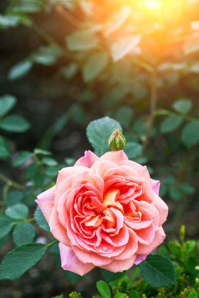 istock pink rose blooming in the garden 670240008