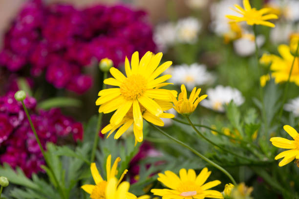 istock Yellow daisies Leopards Bane flower 670240472