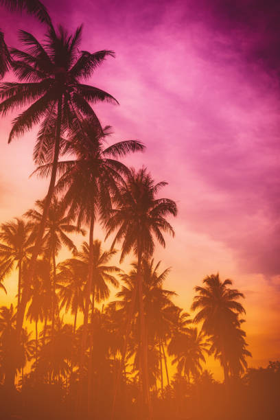 istock Silhouette coconut palm trees on beach at sunset. Vintage tone. 670243592