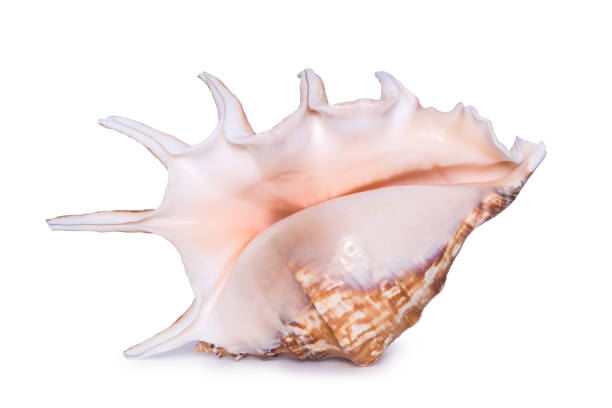 istock Big beautiful seashell isolated on white background. 670251356