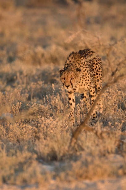 istock Cheetah in the morning light 670251854