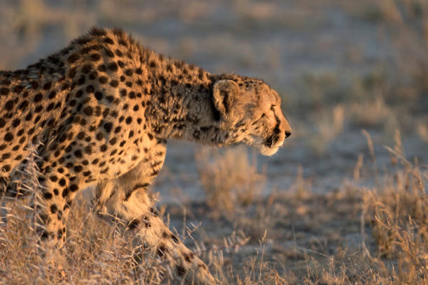 istock Cheetah in the morning light 670258578